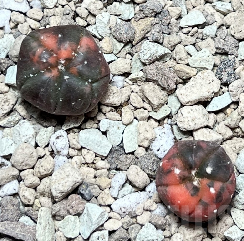 SHPR17167 Astrophytum asterias ‘Kikko Purple Skin Red’, 2 plants - Image 2
