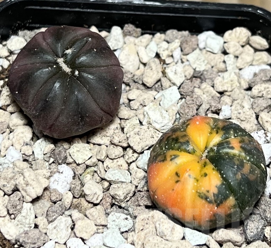 SHPR17169 Astrophytum asterias ‘Kikko Purple Skin Red’, 2 plants