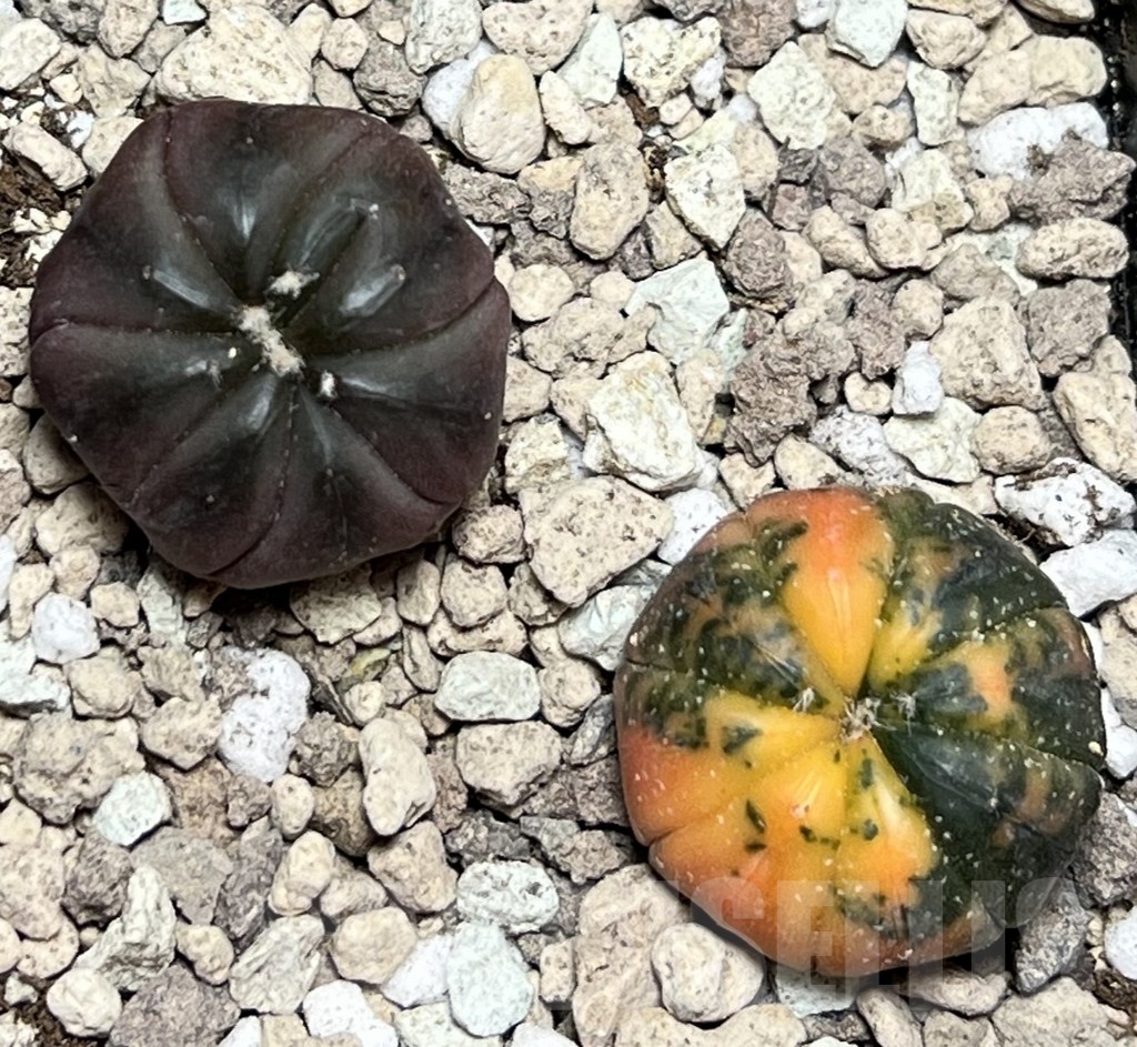 SHPR17169 Astrophytum asterias ‘Kikko Purple Skin Red’, 2 plants - Image 2