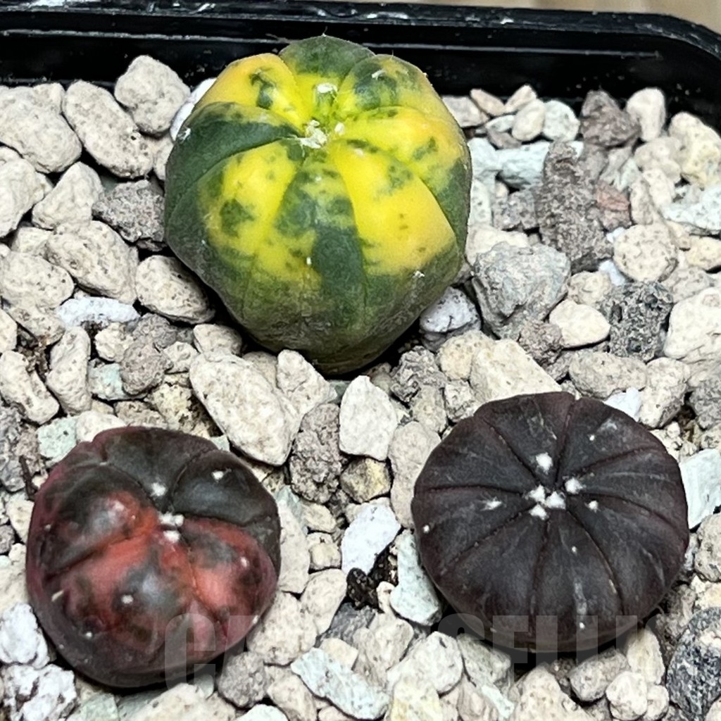 SHPR17170 Astrophytum asterias f. variegata mix, 3 plants