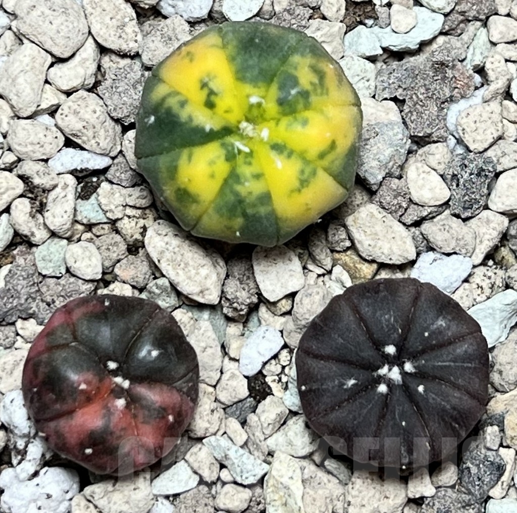 SHPR17170 Astrophytum asterias f. variegata mix, 3 plants - Image 2