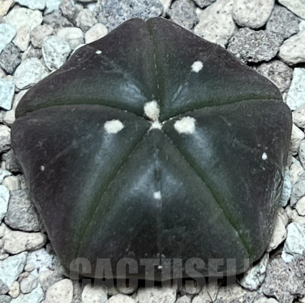 SHPR17172 Astrophytum asterias ‘Kikko Purple Skin’ - immagine 2