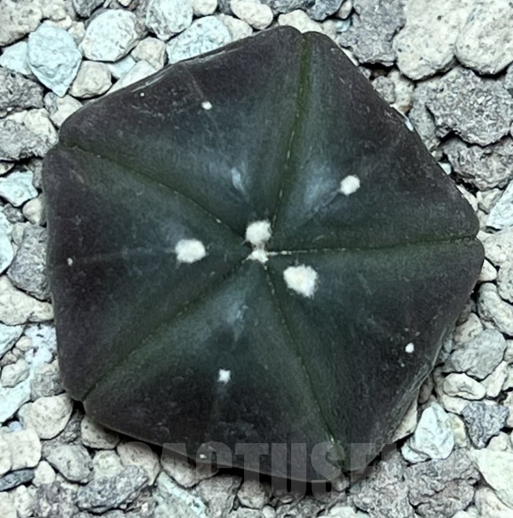 SHPR17172 Astrophytum asterias ‘Kikko Purple Skin’