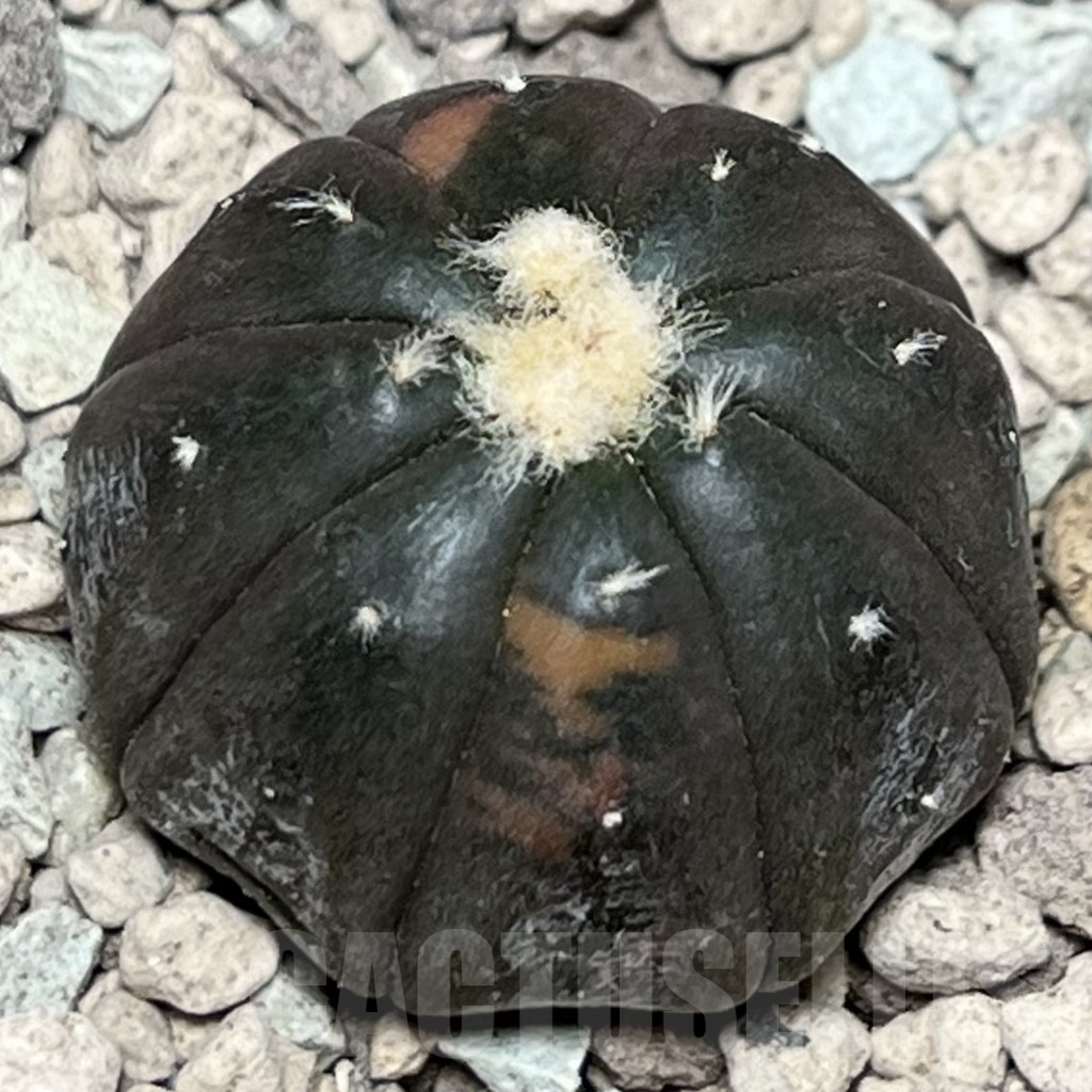 SHPR17173 Astrophytum asterias ‘Kikko Purple Skin’