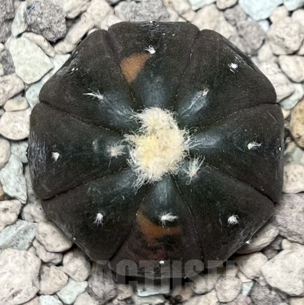 SHPR17173 Astrophytum asterias ‘Kikko Purple Skin’ - immagine 2
