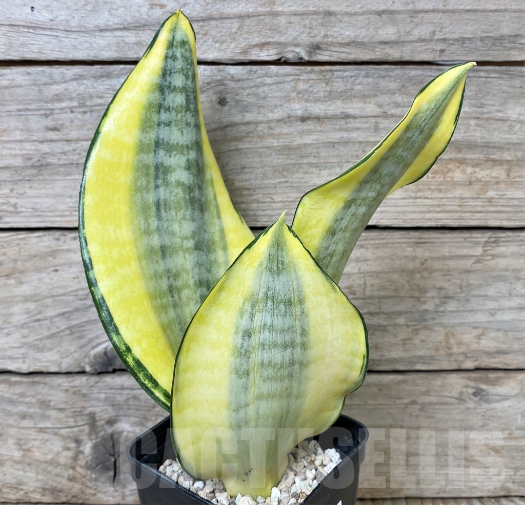 SHPR17021 Sansevieria 'Asahi'