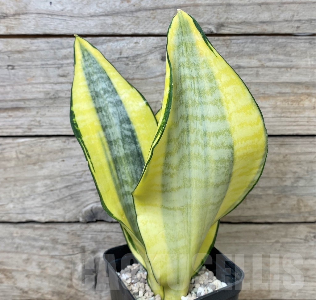 SHPR17021 Sansevieria 'Asahi' - Image 2