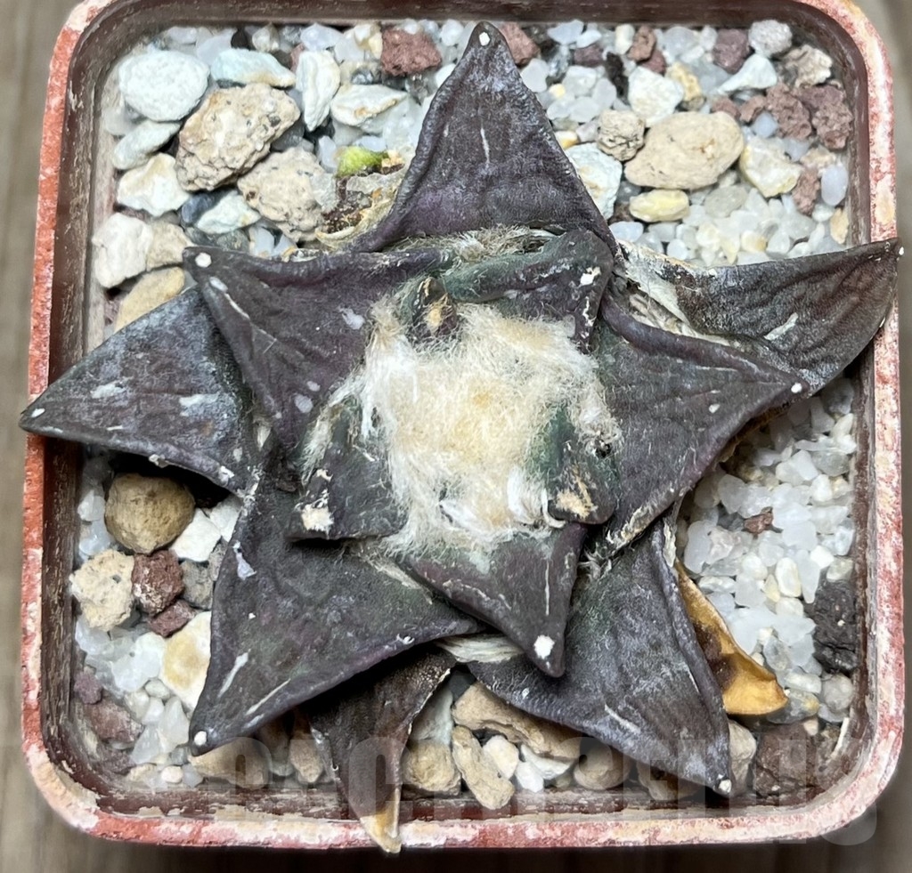 SHPR17174 Ariocarpus trigonus furfuraceus - immagine 2