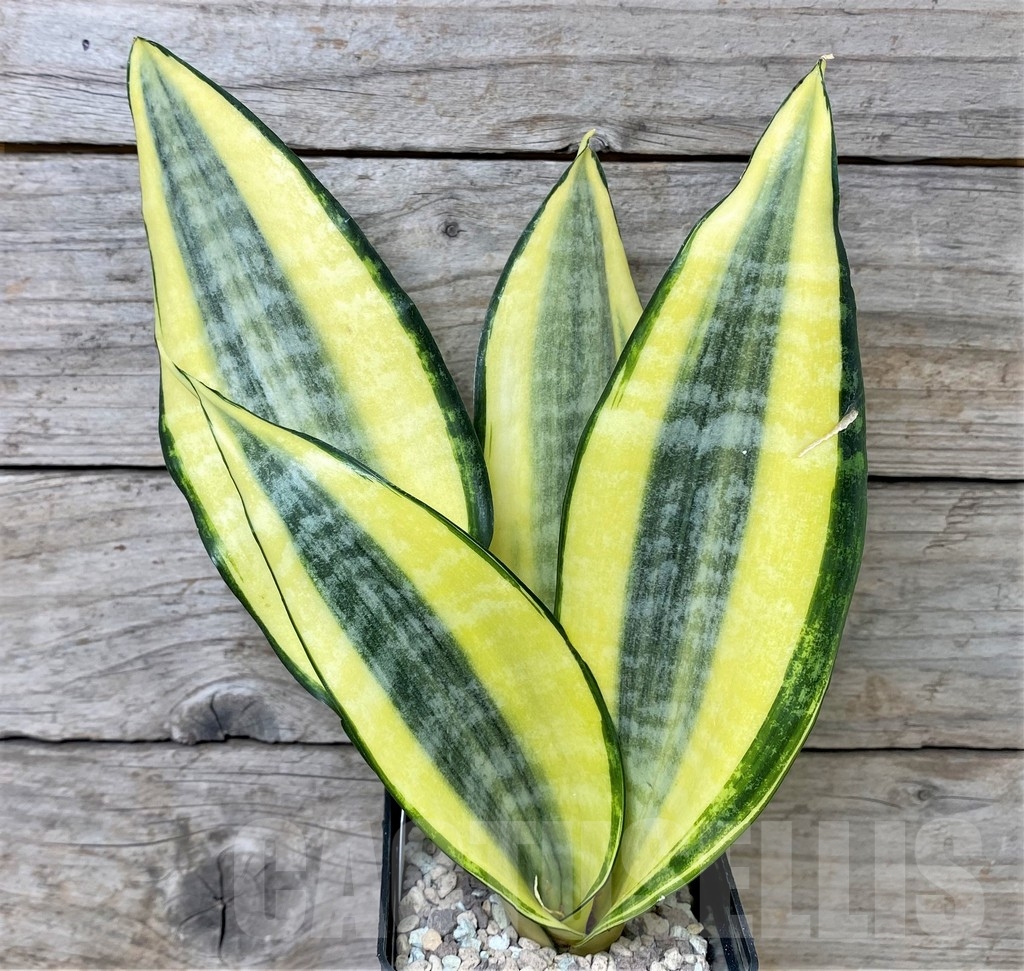 SHPR17023 Sansevieria 'Asahi' - Image 2