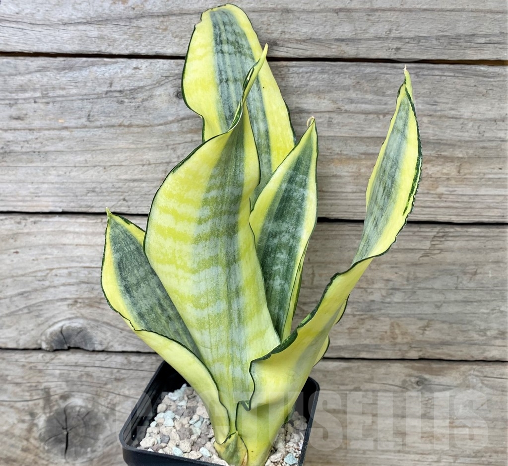 SHPR17024 Sansevieria 'Asahi' - immagine 2