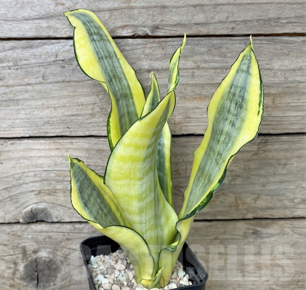 SHPR17024 Sansevieria 'Asahi'