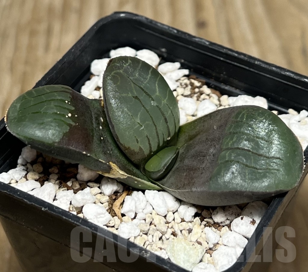 SHPR17177 Haworthia springbokvlakensis -Cocksomib View-