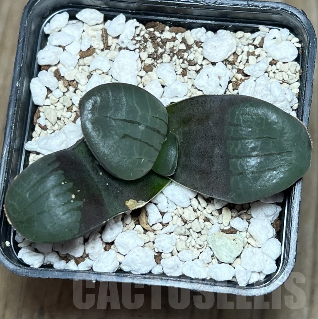 SHPR17177 Haworthia springbokvlakensis -Cocksomib View- - Image 2