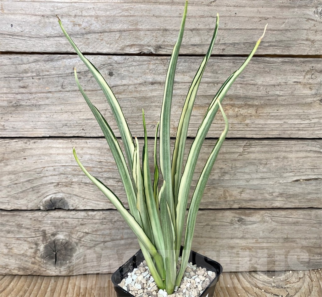 SHPR17027 Sansevieria 'Parva Lancet'