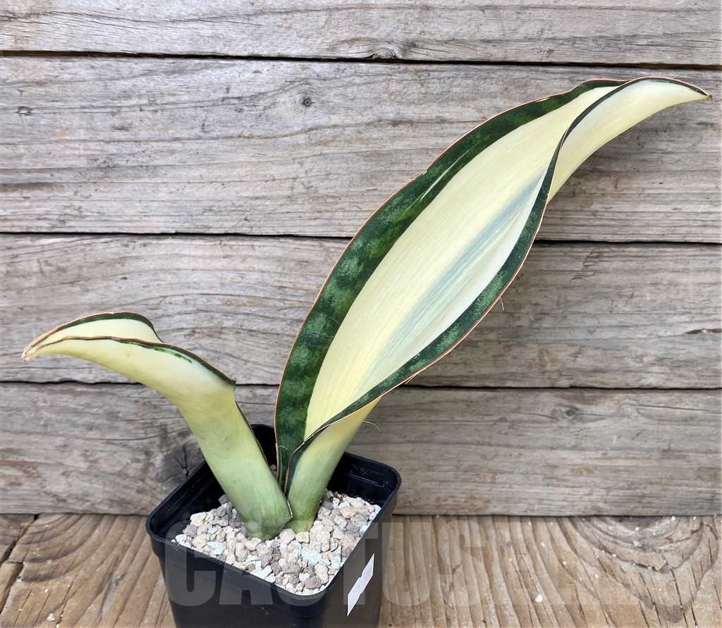 SHPR17028 Sansevieria masoniana 'Mediopicta' - Image 2