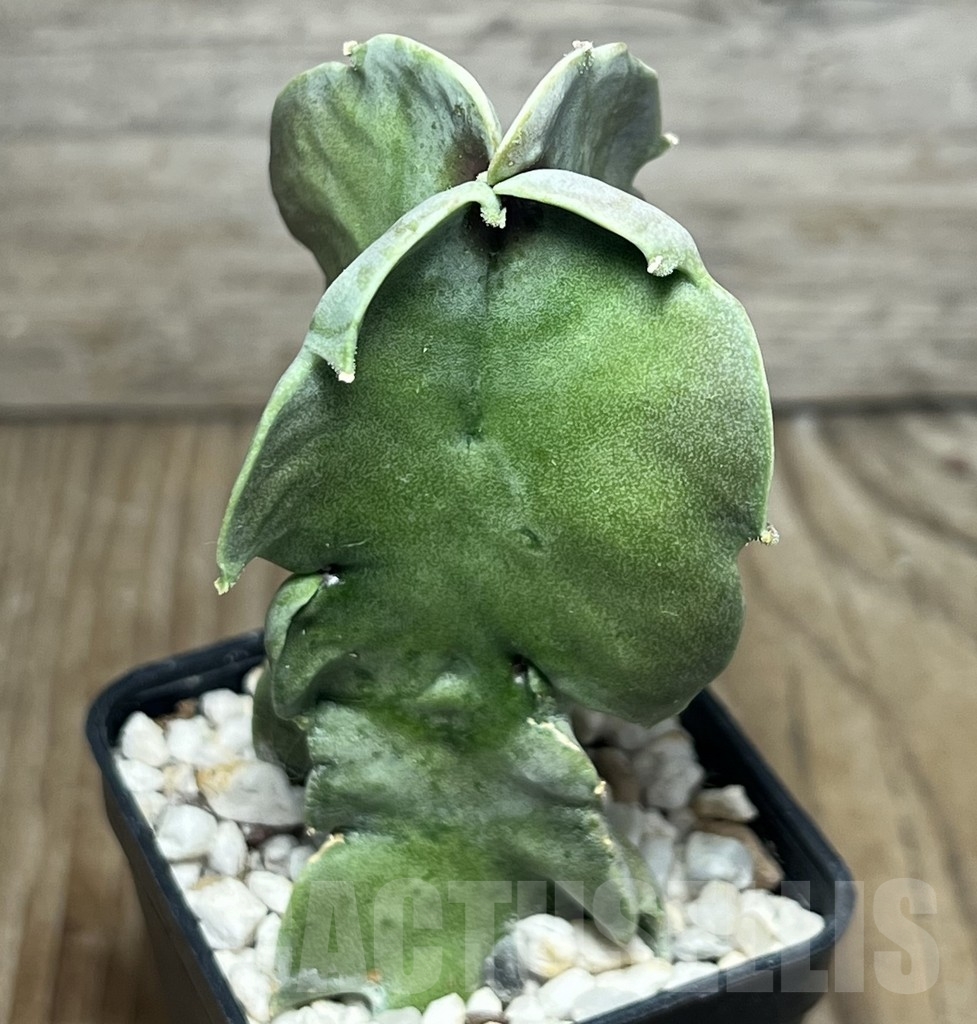 SHPR17180 Caralluma acutangula