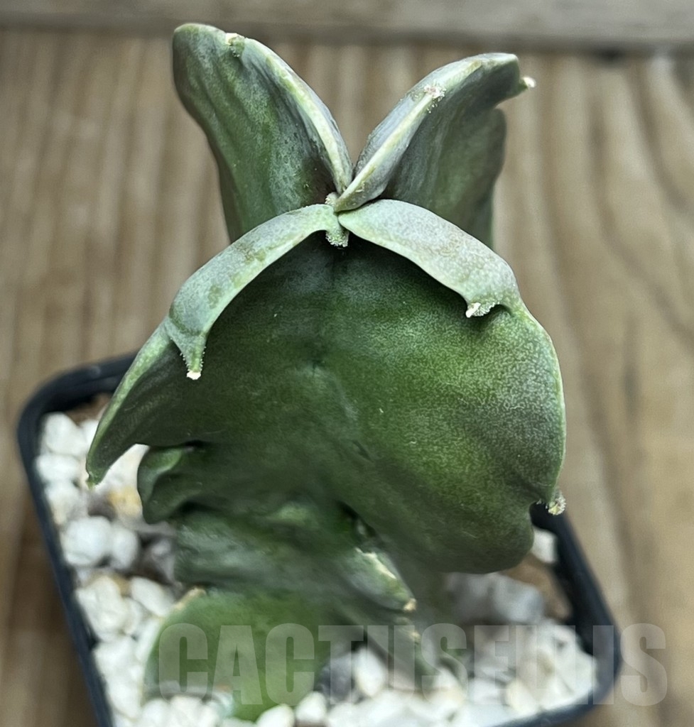 SHPR17180 Caralluma acutangula - immagine 2