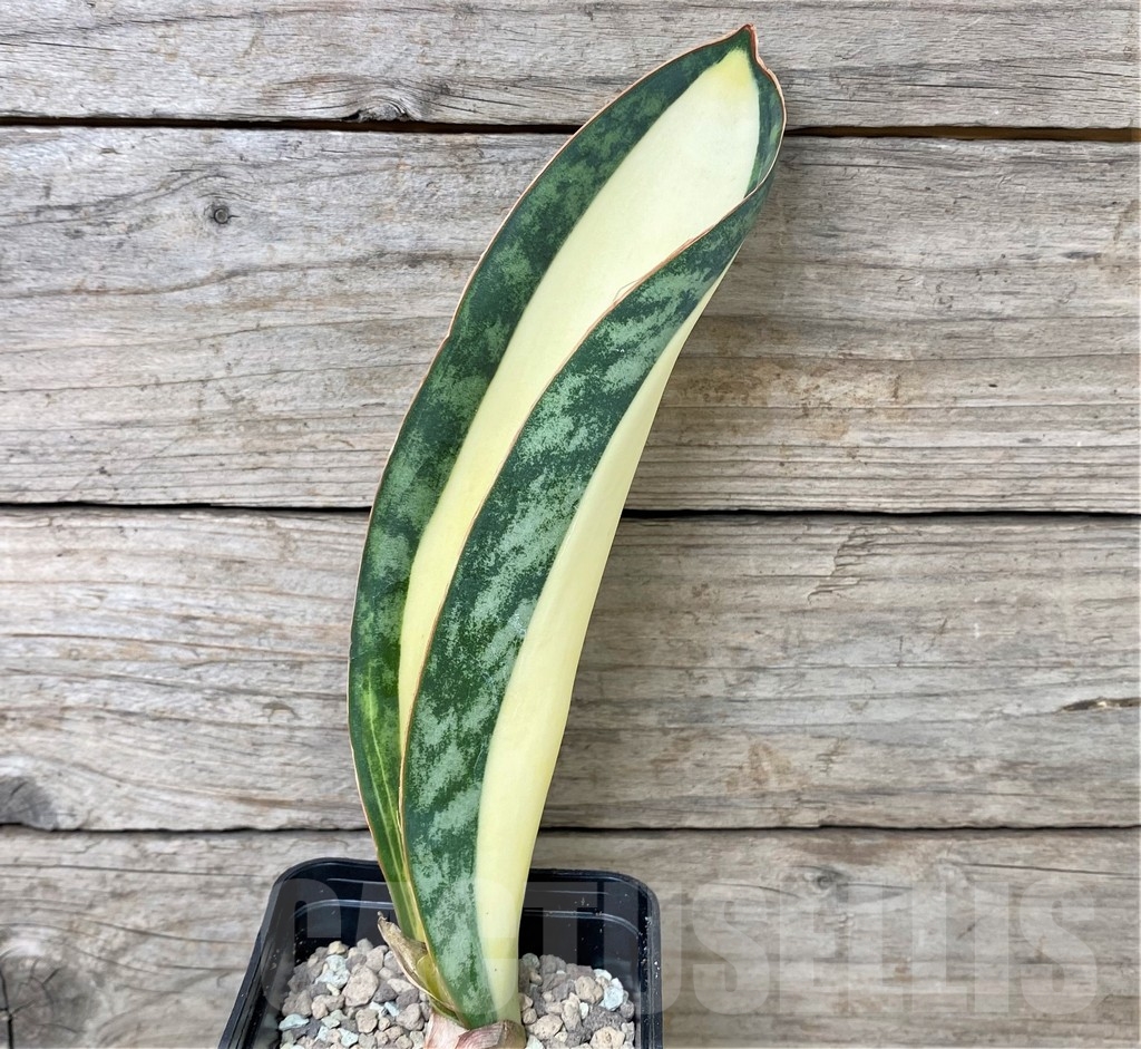 SHPR17029 Sansevieria masoniana 'Mediopicta' - Image 2