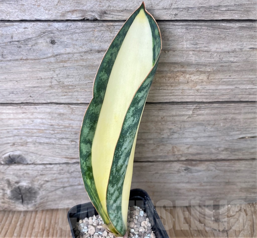 SHPR17029 Sansevieria masoniana 'Mediopicta'