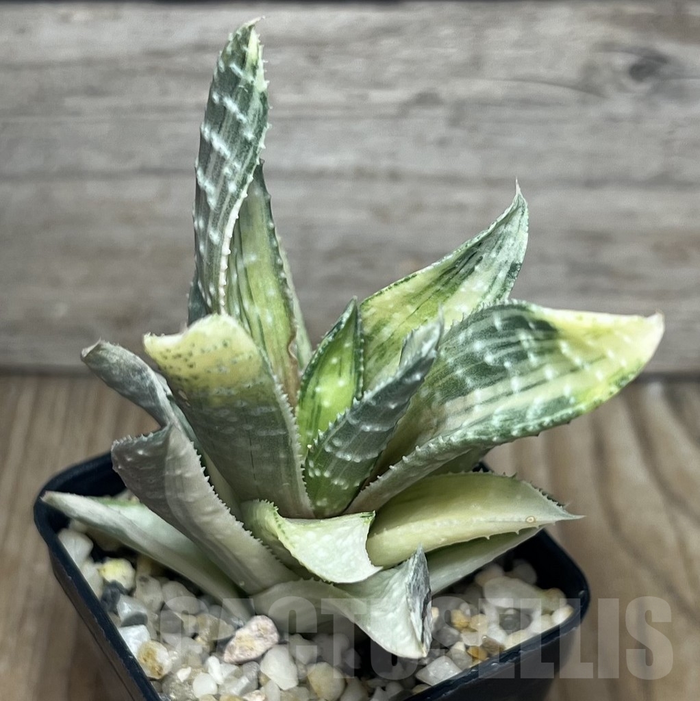 SHPR17181 Gasteraloe beguinii f. variegata