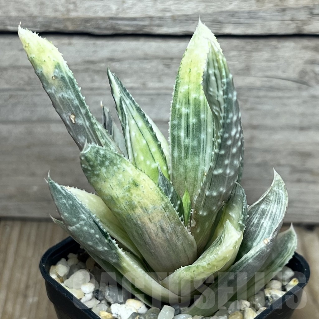 SHPR17181 Gasteraloe beguinii f. variegata - Image 2