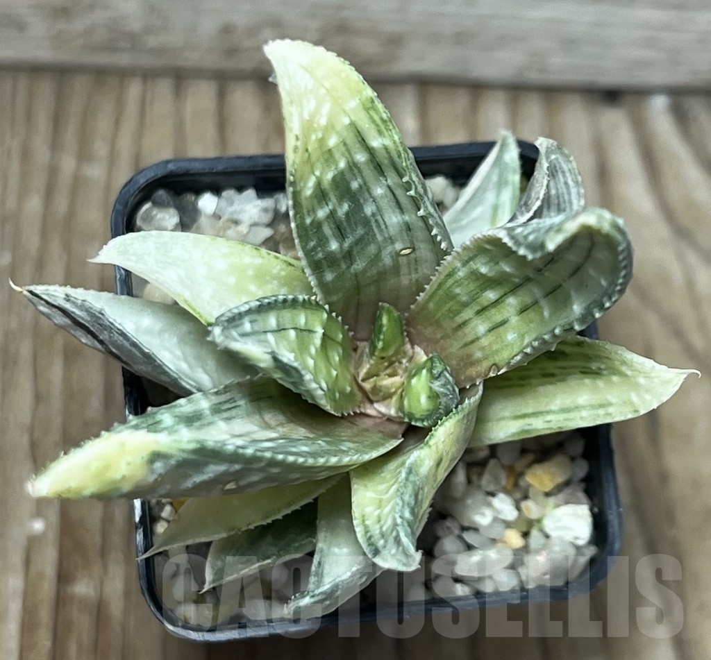 SHPR17181 Gasteraloe beguinii f. variegata - Image 3