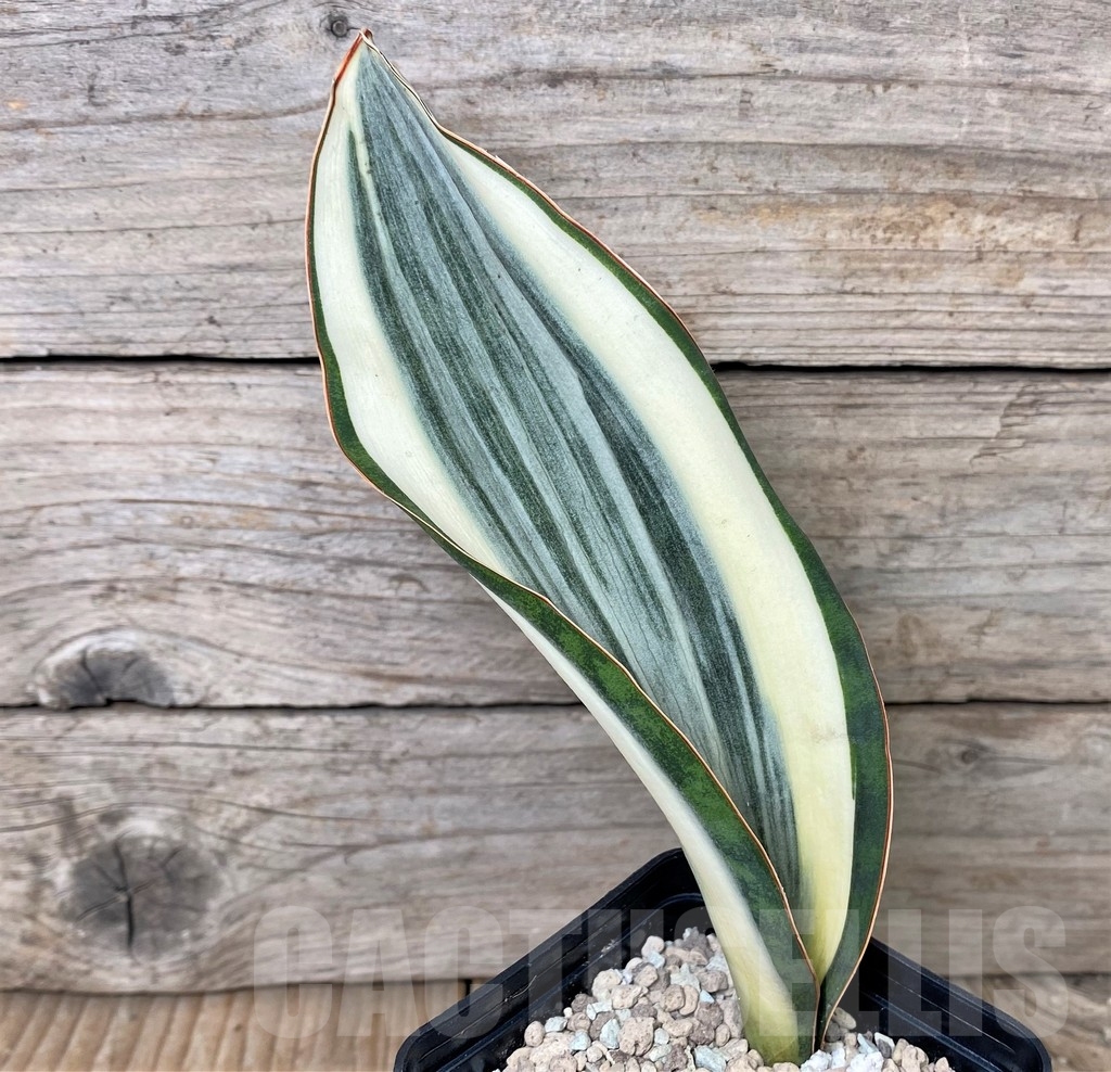 SHPR17033 Sansevieria masoniana f. variegata - immagine 2