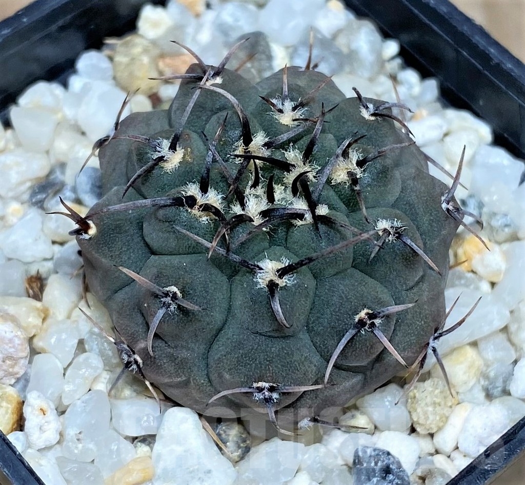 SHPR17034 Gymnocalycium ochoterenae LB 322 -Los Chanares- - Image 2
