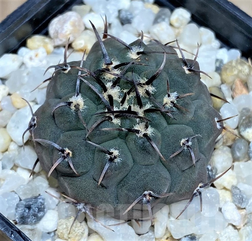 SHPR17034 Gymnocalycium ochoterenae LB 322 -Los Chanares-