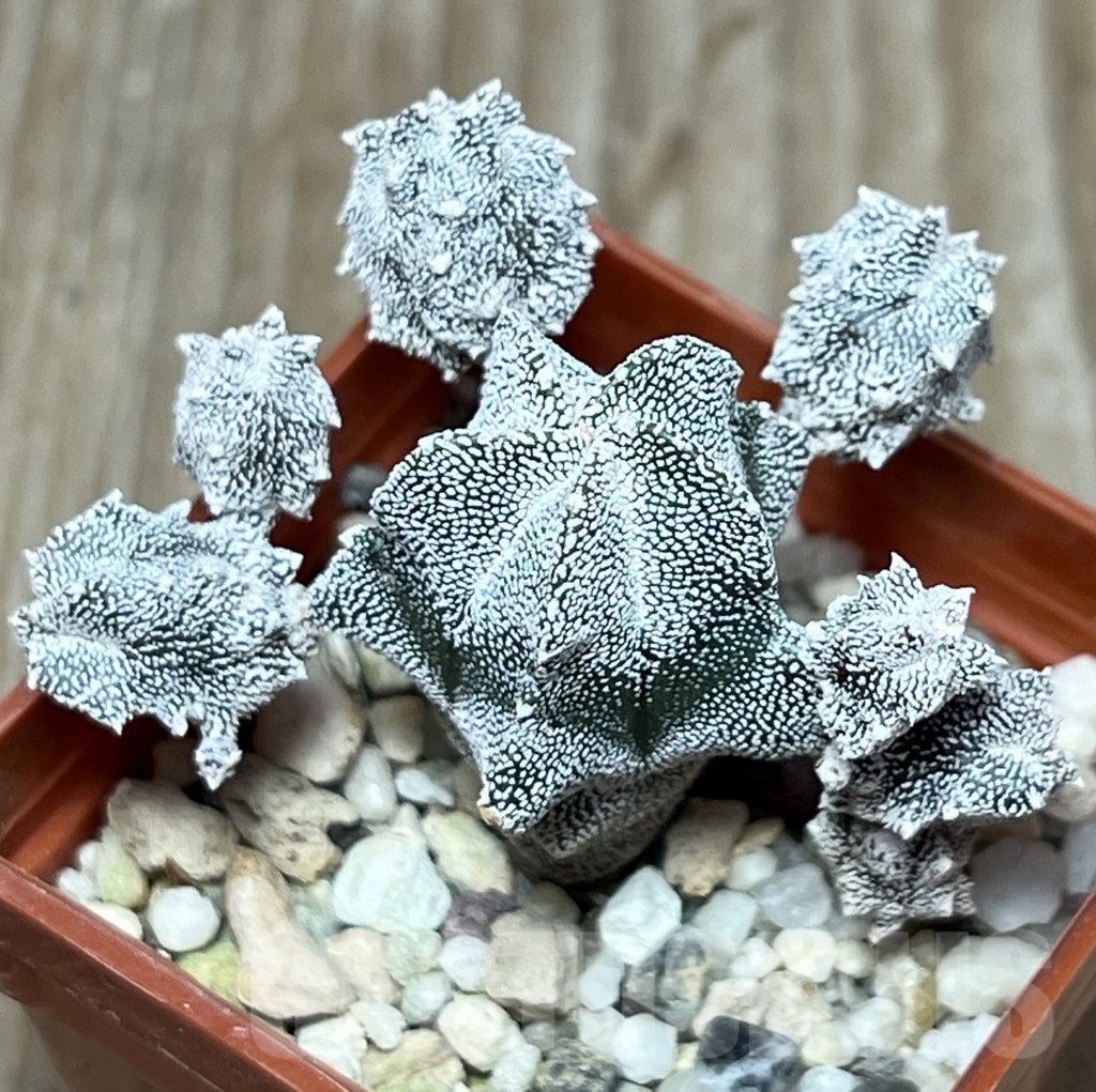 SHPR17184 Astrophytum myriostigma ‘Onzuka’ f. monstrosa