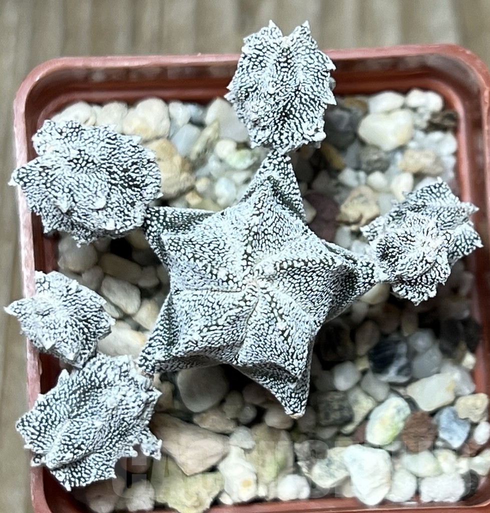 SHPR17184 Astrophytum myriostigma ‘Onzuka’ f. monstrosa - Image 2