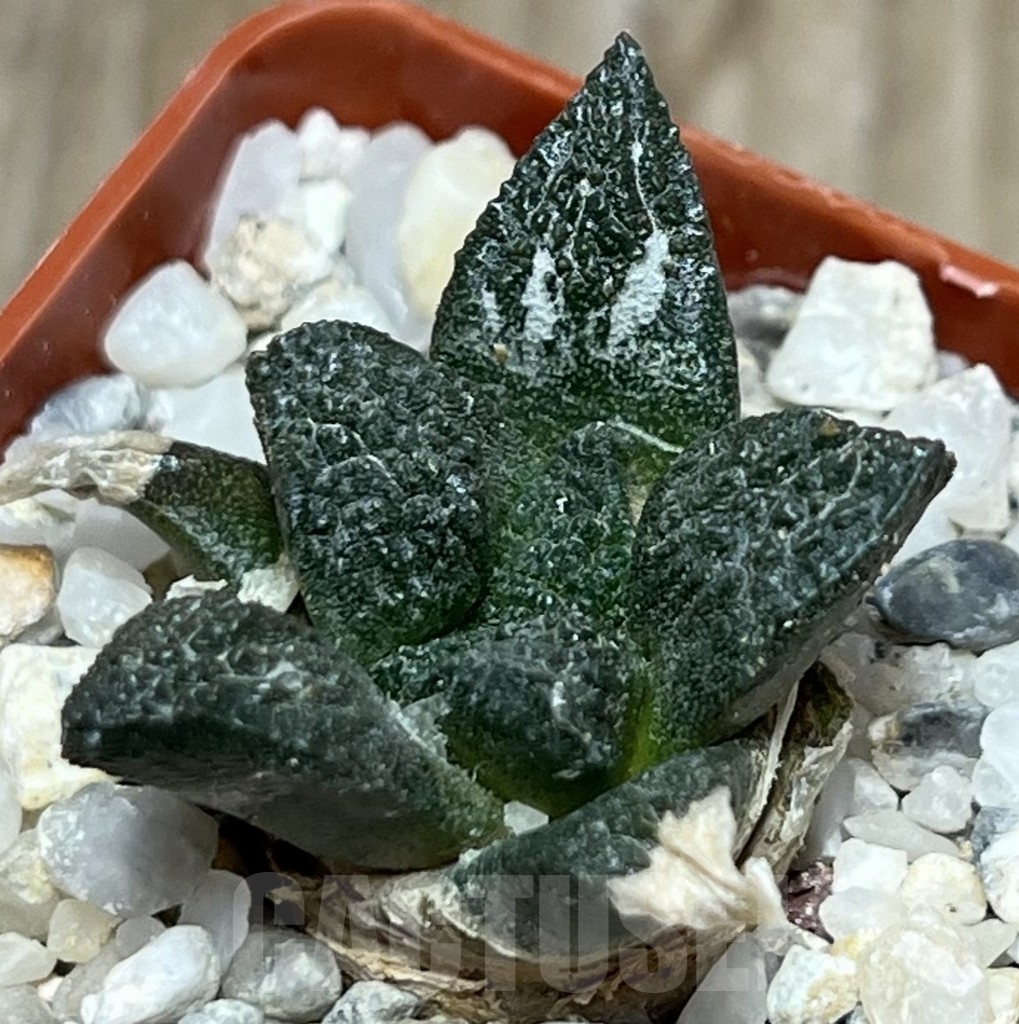 SHPR17185 Ariocarpus fissuratus