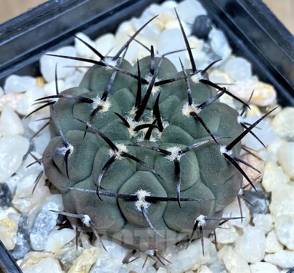SHPR17037 Gymnocalycium ochoterenae LB 322 -Los Chanares-