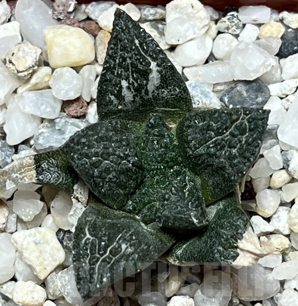 SHPR17185 Ariocarpus fissuratus - Image 2