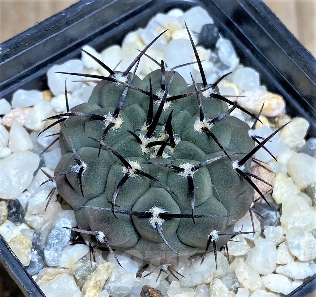 SHPR17037 Gymnocalycium ochoterenae LB 322 -Los Chanares- - Image 2