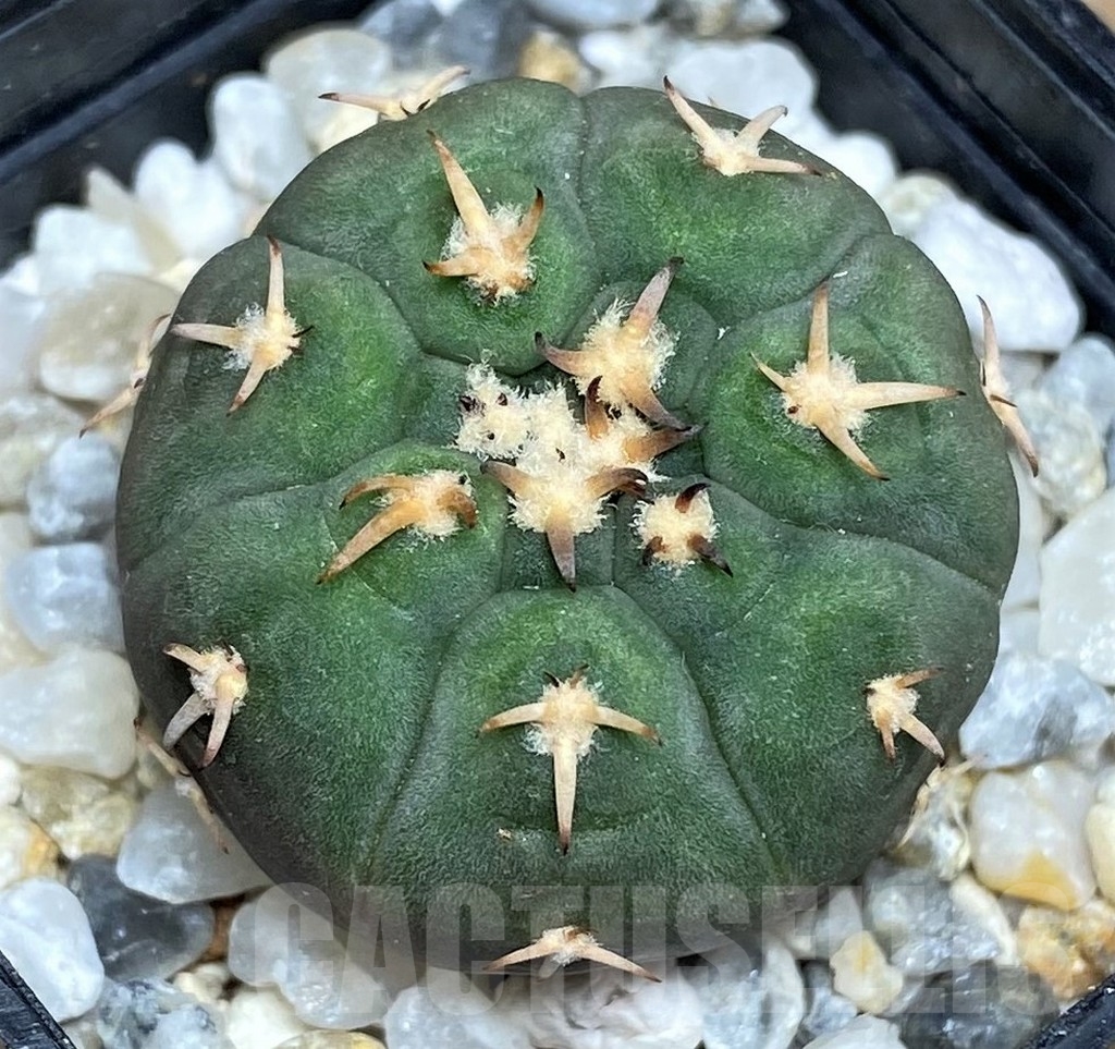 SHPR17039Gymnocalycium spegazzinii v. unguispinum - immagine 2