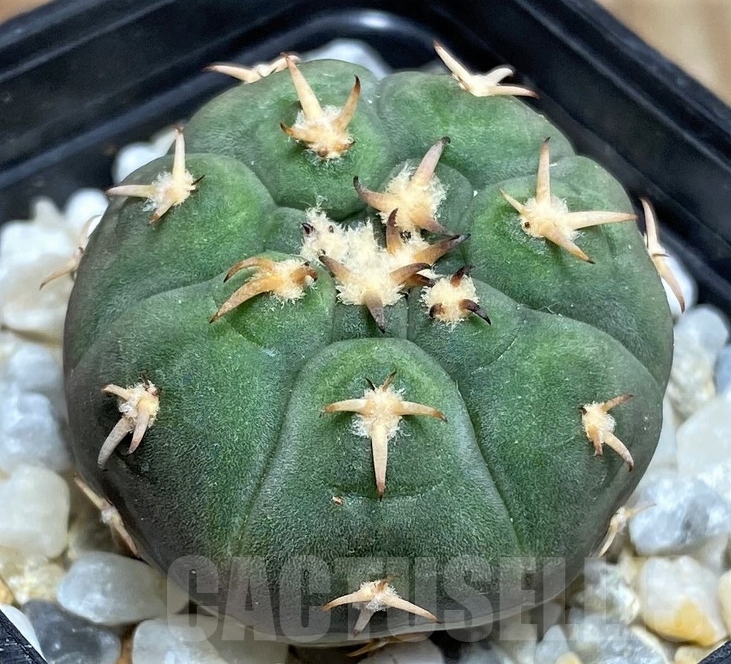 SHPR17039Gymnocalycium spegazzinii v. unguispinum