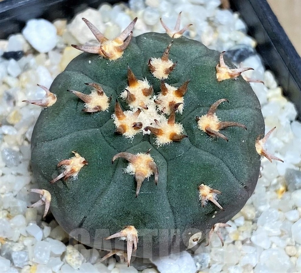 SHPR17040 Gymnocalycium spegazzinii v. unguispinum - immagine 2
