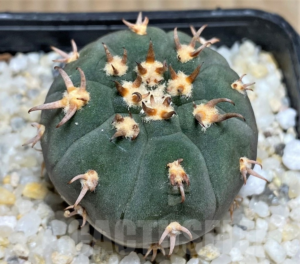 SHPR17040 Gymnocalycium spegazzinii v. unguispinum