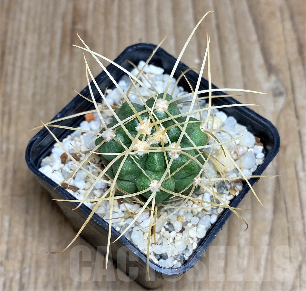 SHPR17042 Gymnocalycium monvillei v. steineri JPR 109/260 - immagine 2