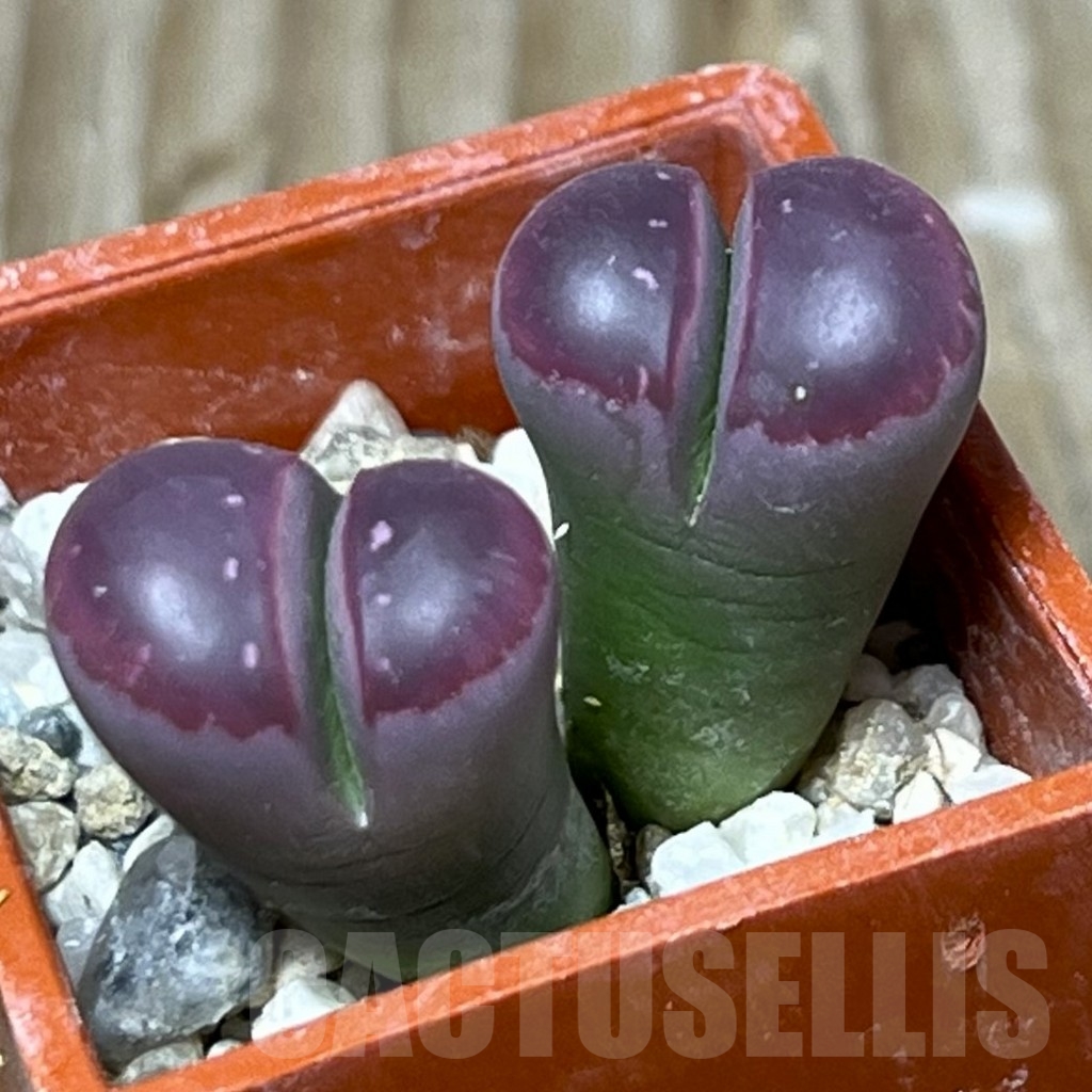 SHPR17190 Lithops olivacea 'Red Olive'
