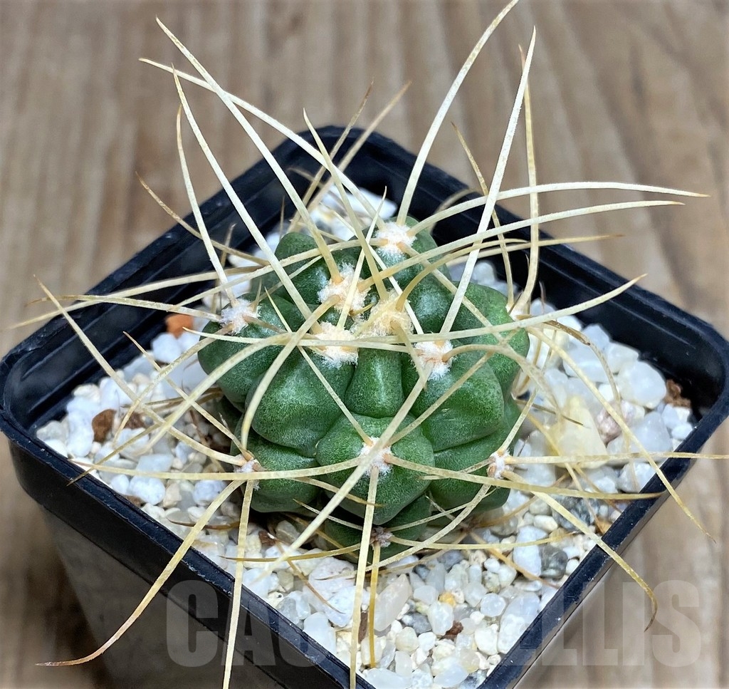 SHPR17042 Gymnocalycium monvillei v. steineri JPR 109/260