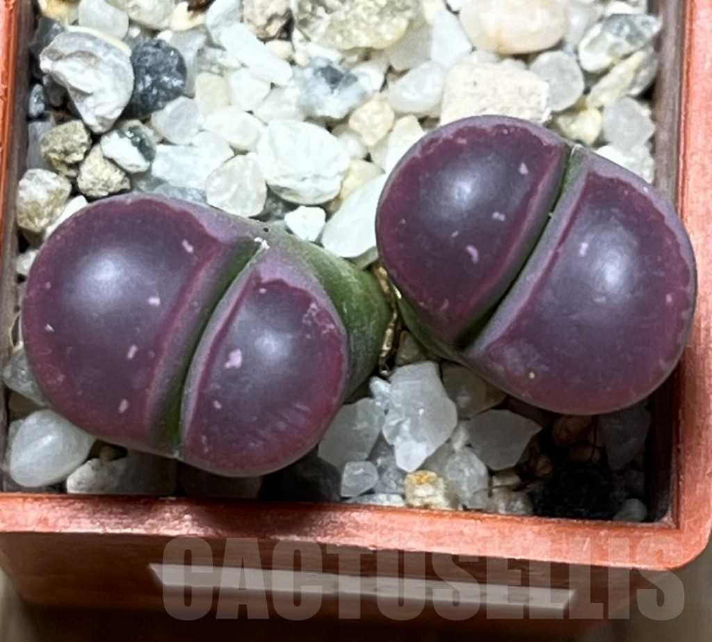 SHPR17190 Lithops olivacea 'Red Olive' - Image 2