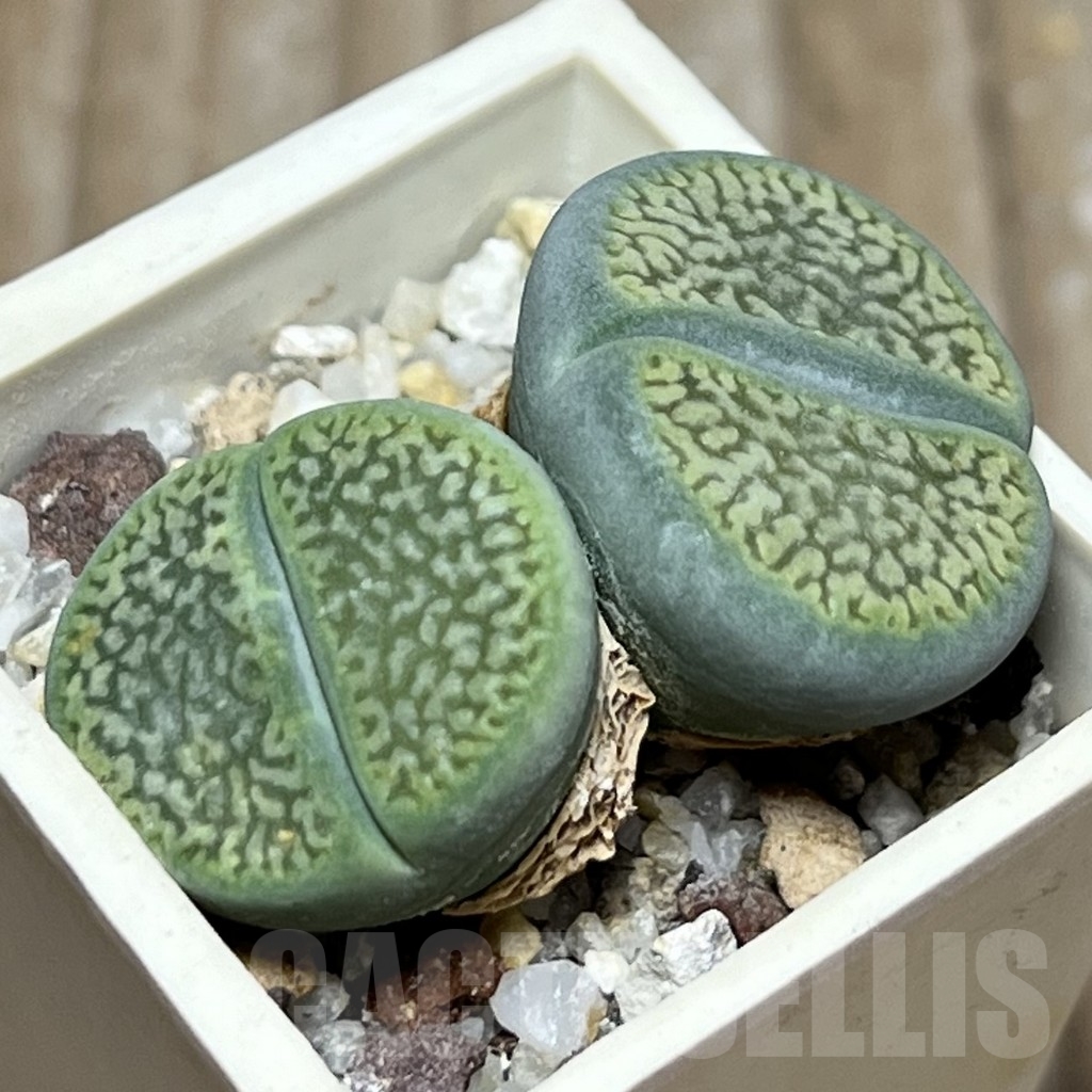 SHPR17192 Lithops hookeri 'Annarosa' - Image 2