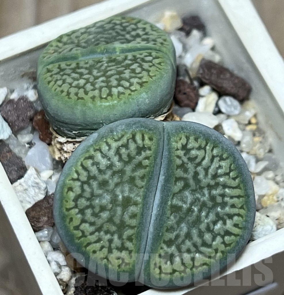 SHPR17192 Lithops hookeri 'Annarosa'