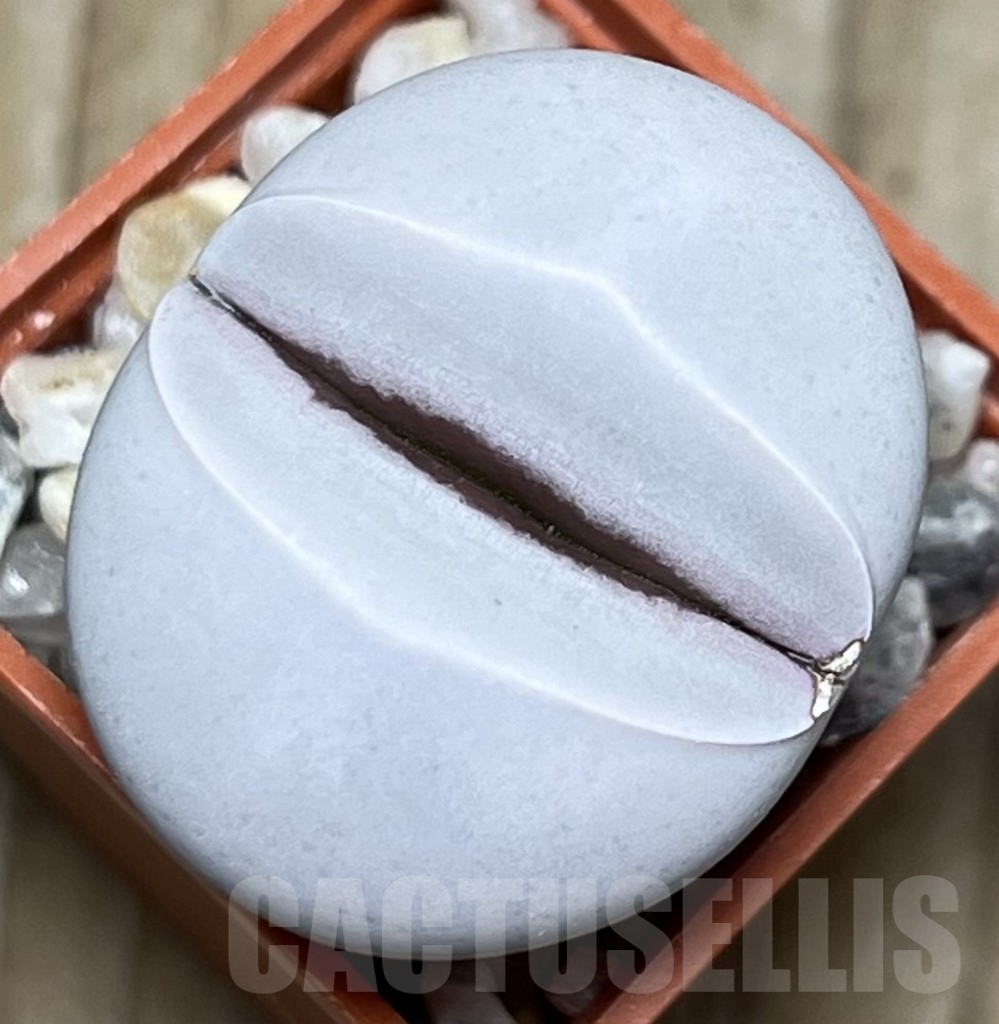 SHPR17196 Dinteranthus wilmotianus ssp. impunctatus