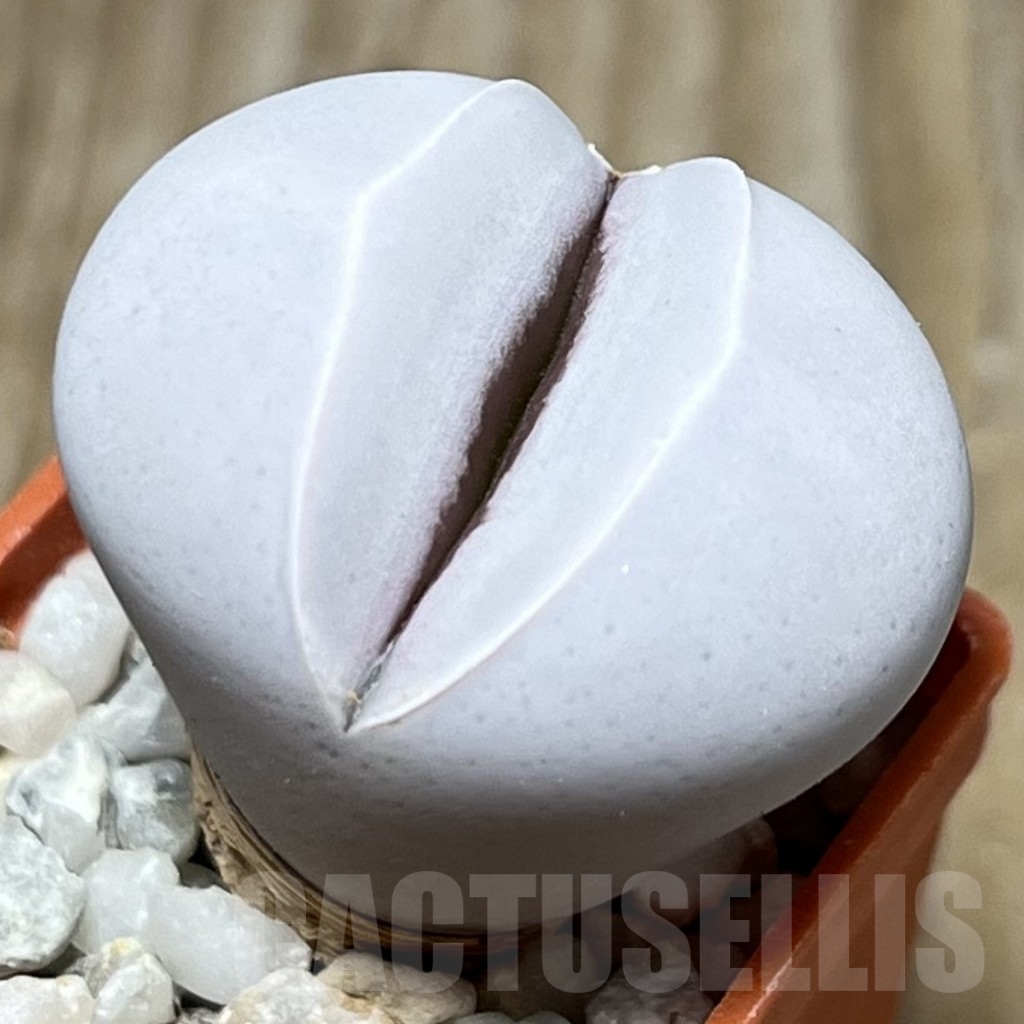 SHPR17196 Dinteranthus wilmotianus ssp. impunctatus - Image 2