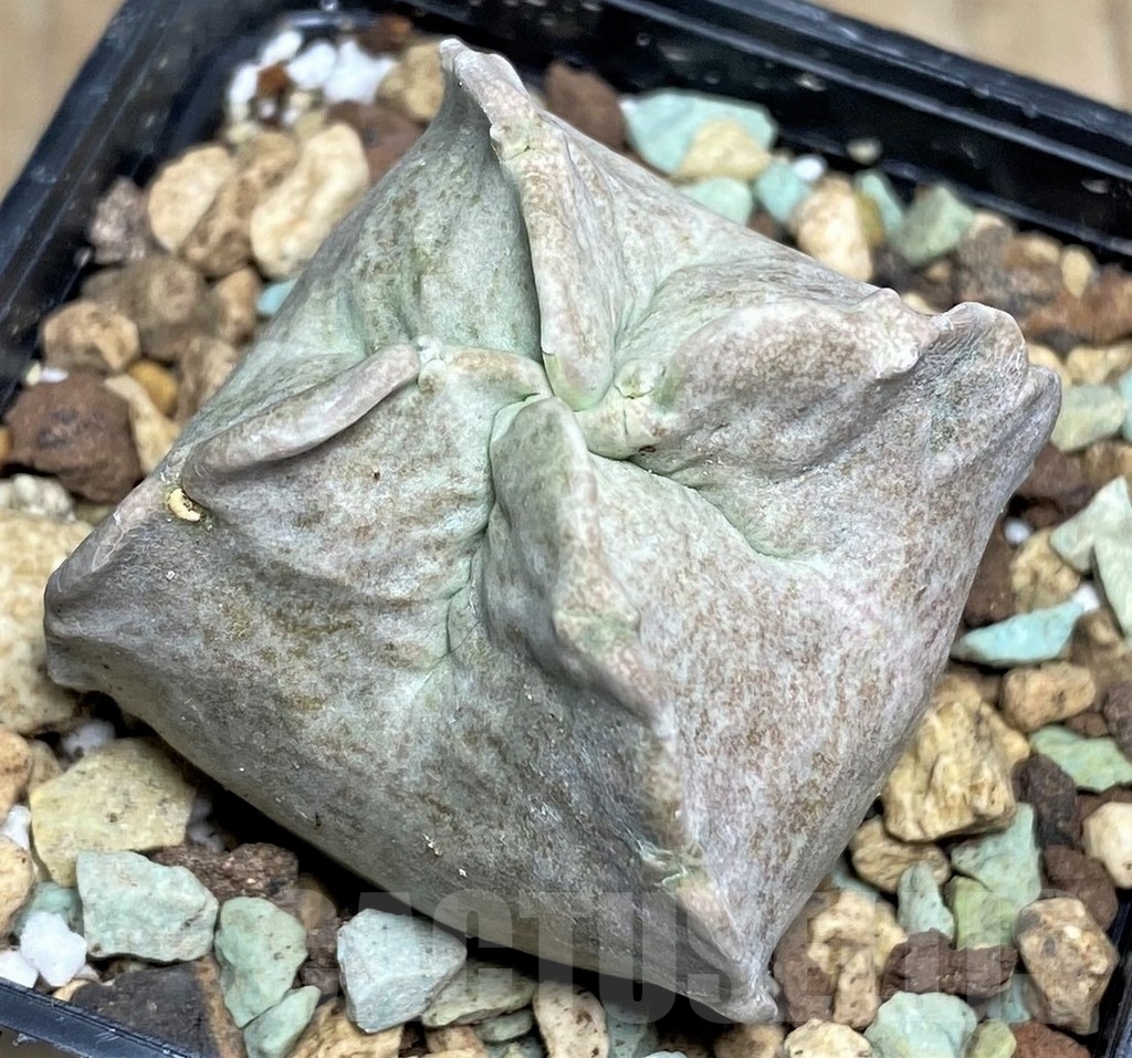 SHPR17052 Whitesloanea crassa