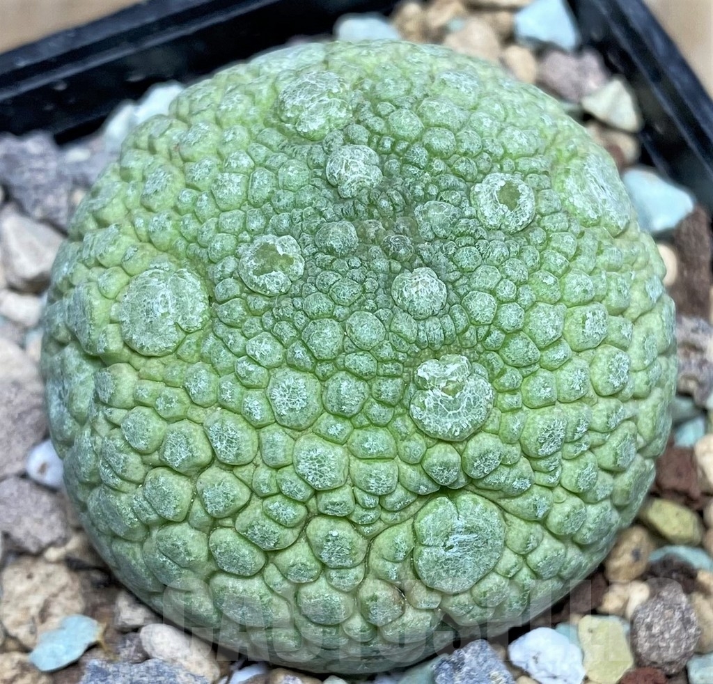 SHPR17054 Pseudolithos migiurtinus