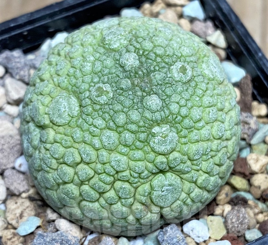 SHPR17054 Pseudolithos migiurtinus - immagine 2